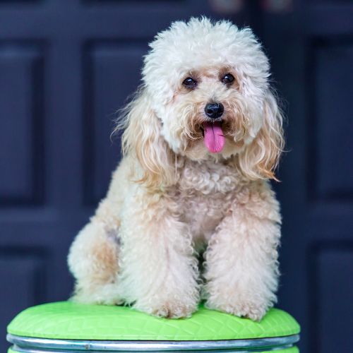 Baño perro Pequeño