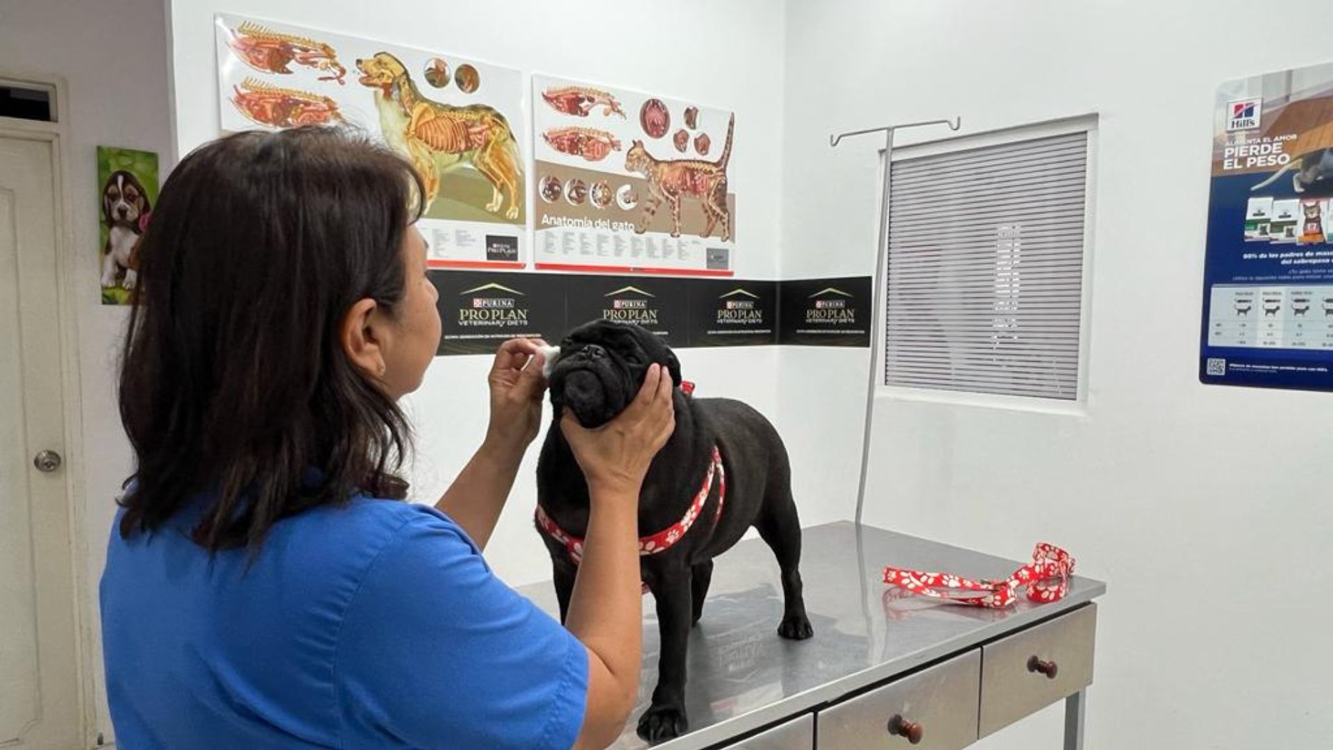 Veterinarias Cali - Caninos y felinos -Servicio a Domicilio