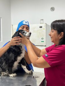 clinica veterinaria en cali