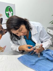 veterinarias cali