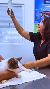 urgencia veterinaria en Cali