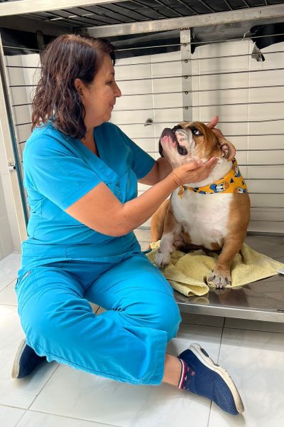 veterinarias cali