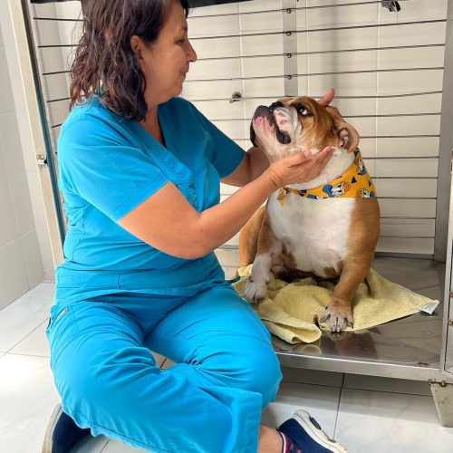 veterinarias cali