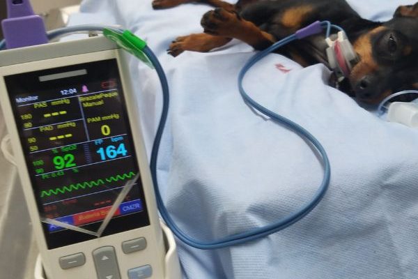 clinica veterinaria en cali