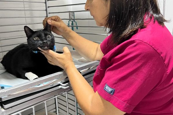veterinarios en cali