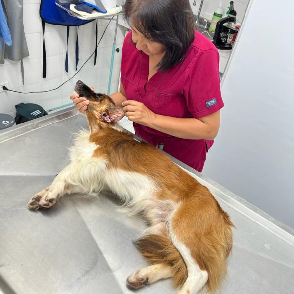 veterinarios en cali