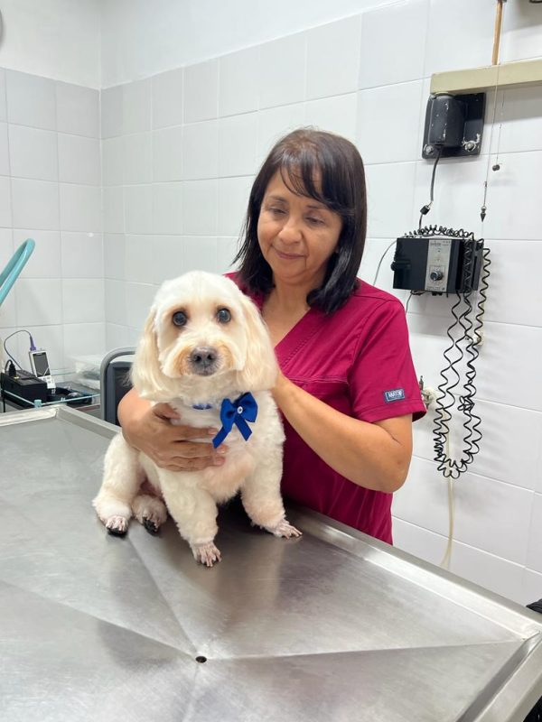 veterinarias cali