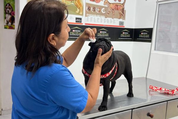 veterinarias cali