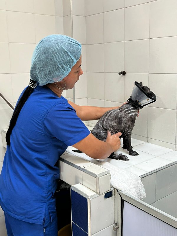 veterinarias cali