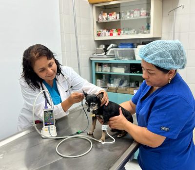 veterinarias cali