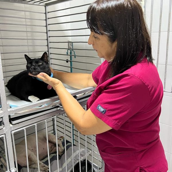 clinica veterinaria en cali