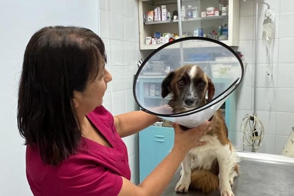veterinarios en cali