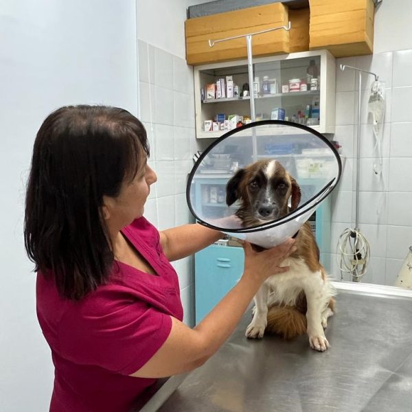 veterinarios en cali